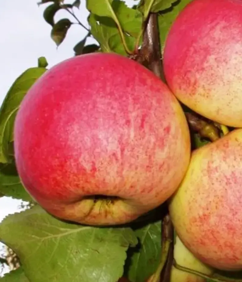 Jabloň (Malus domestica) AUKSIS - Tutifruti, s.r.o.