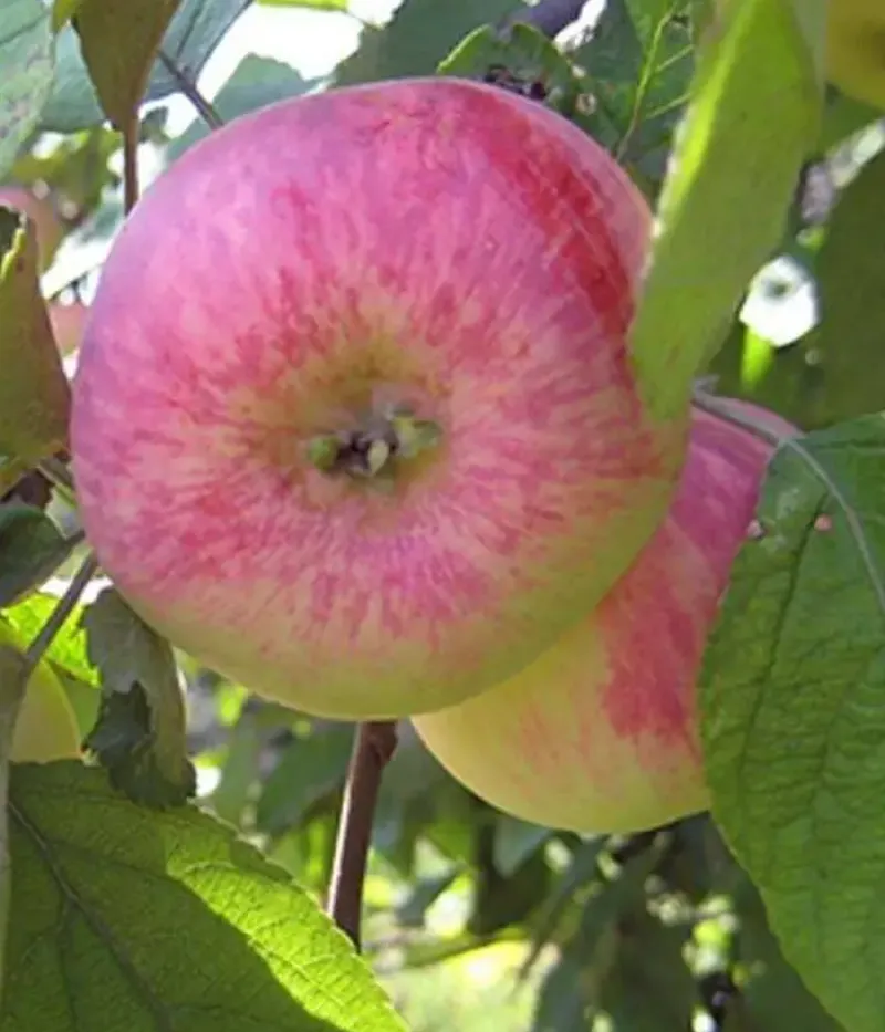 Jabloň (Malus domestica) AVENARIUS - Tutifruti, s.r.o.