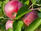 BIO Jabloň stĺpová BLACK MC INTOSH - Tutifruti SK