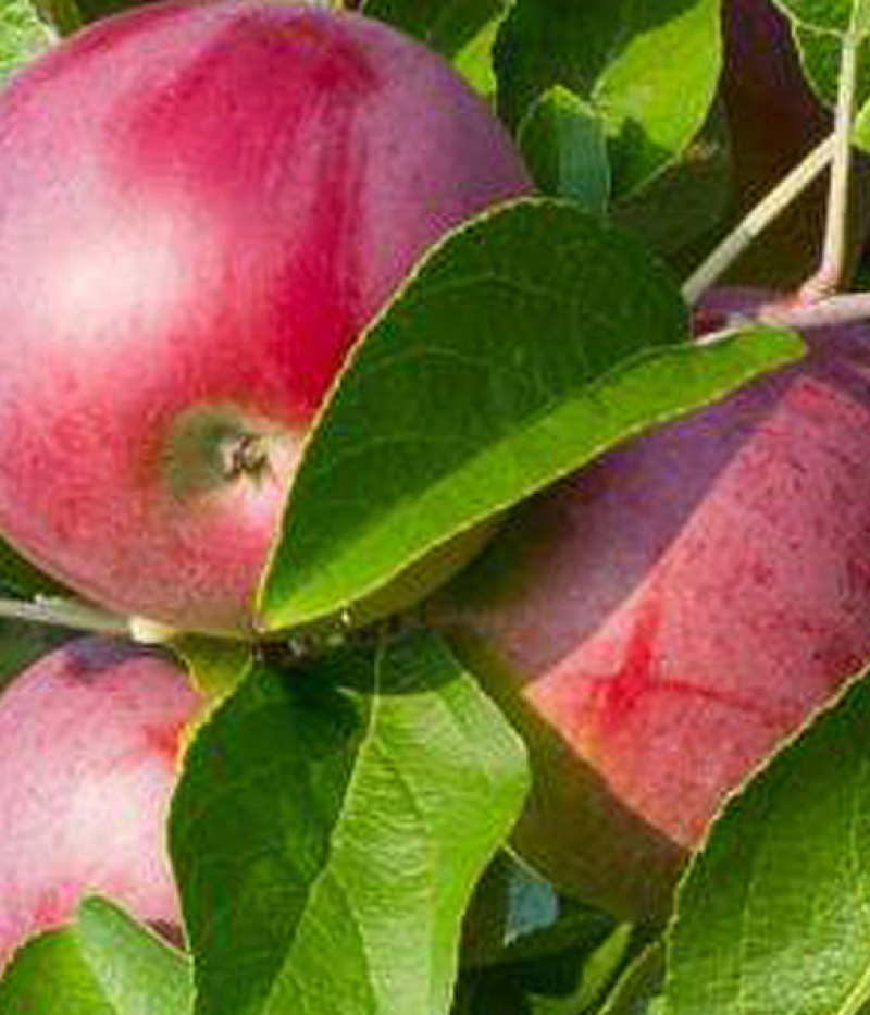 BIO Jabloň stĺpová BLACK MC INTOSH - Tutifruti SK