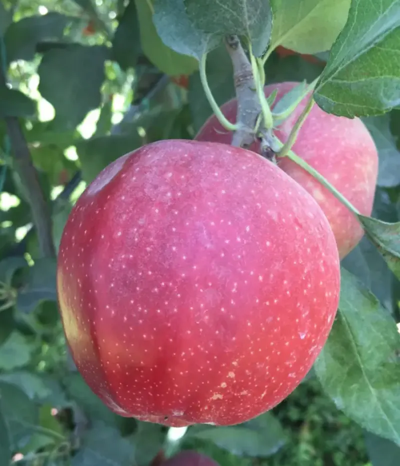 Jabloň (Malus domestica) BUCKEYE GALA - Tutifruti, s.r.o.