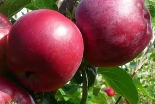 Stĺpovité jablone: deväť odrôd pre záhradu aj balkón