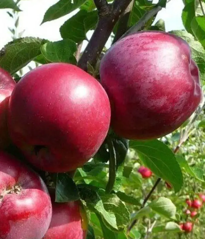 Columnar apple tree (Malus domestica) CHERVONETS - Tutifruti, s.r.o.