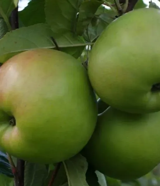 Apple (Malus domestica) CHOPIN