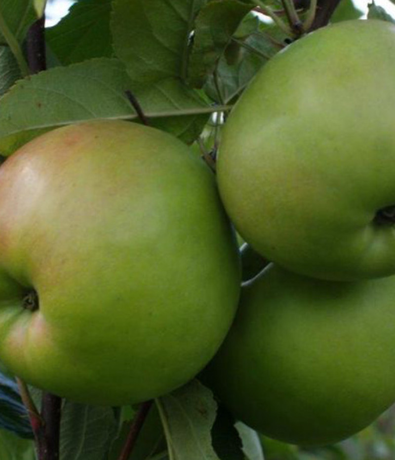 Jabloň (Malus domestica) CHOPIN - Tutifruti SK