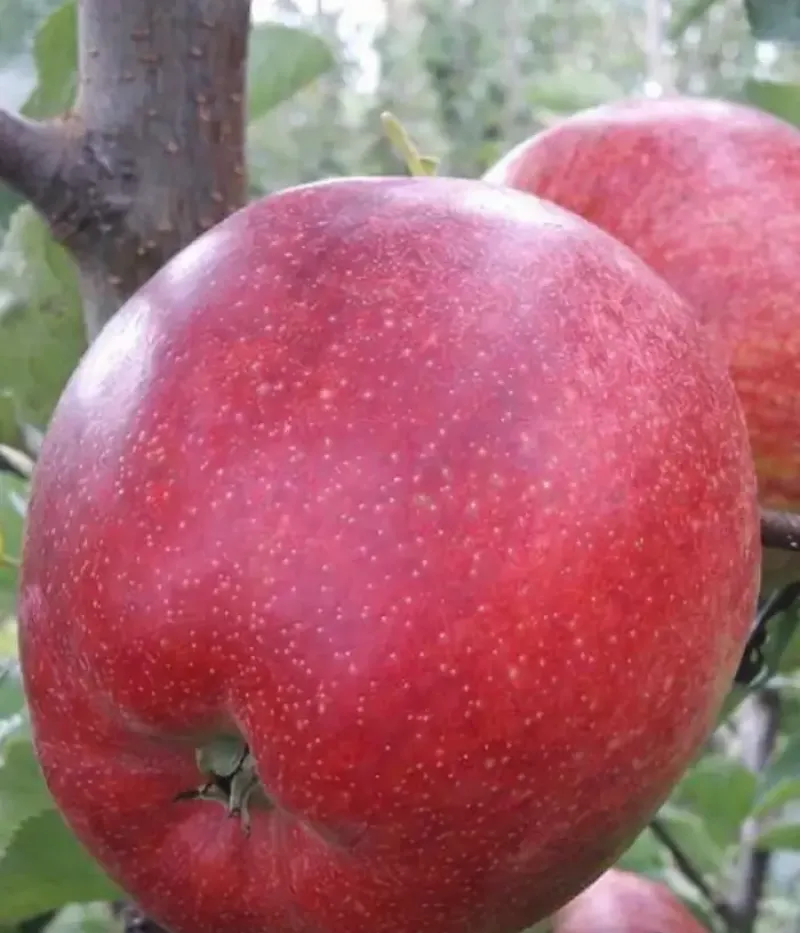 Jabloň (Malus domestica) CIPRIAN - Tutifruti, s.r.o.