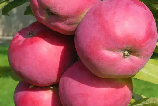 Nové jablone 2026: Alesya, Avenarius a Dejavu