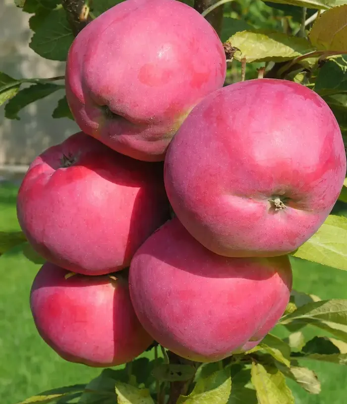 Columnar apple tree (Malus domestica) DEJAVU - Tutifruti, s.r.o.