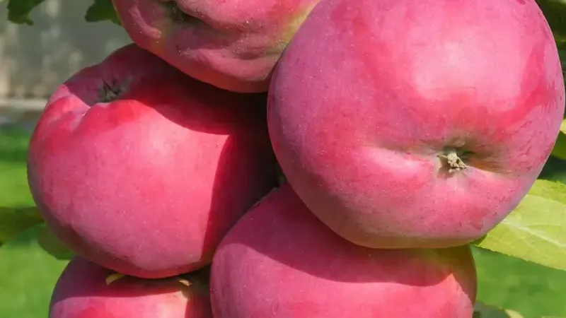 Nové jablone 2026: Alesya, Avenarius a Dejavu