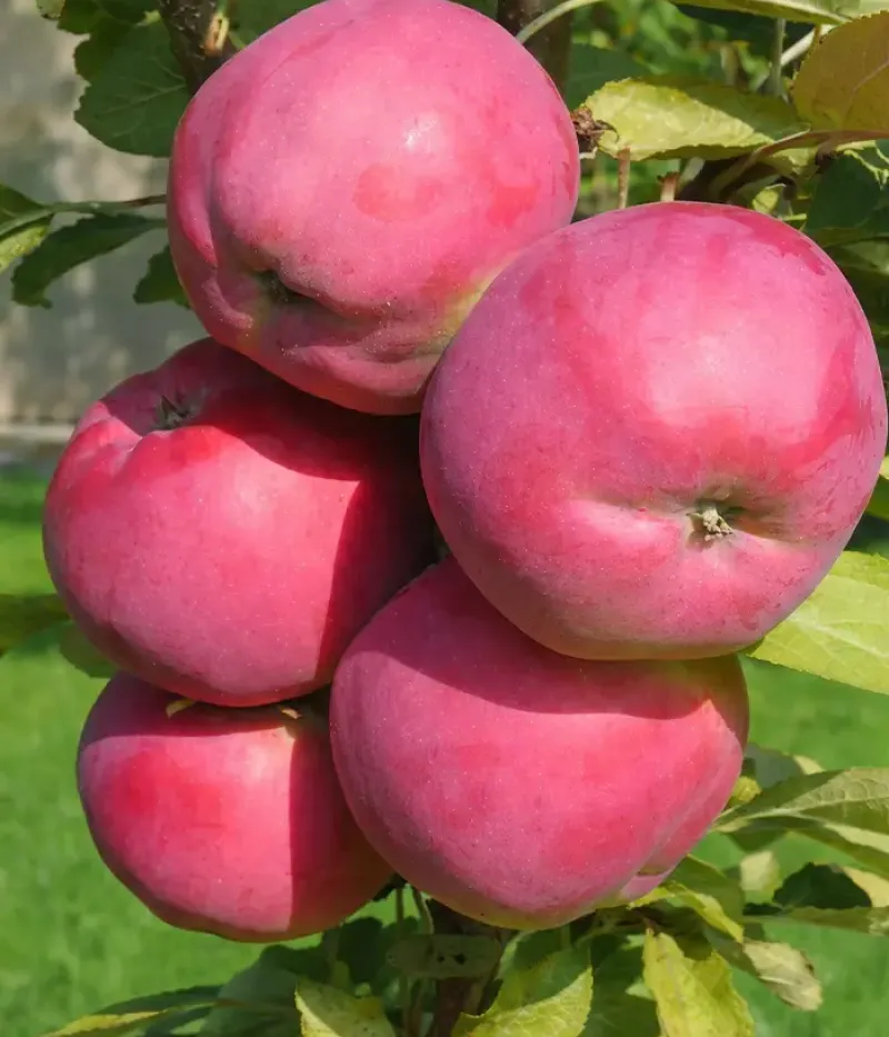Jabloň (Malus domestica) DEJAVU (stĺpová) - Tutifruti, s.r.o.
