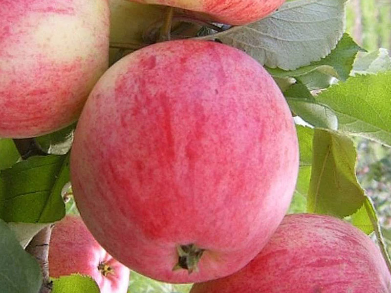 Jabloň (Malus domestica) DELIKATES Jabloň (Malus domestica) DELIKATES