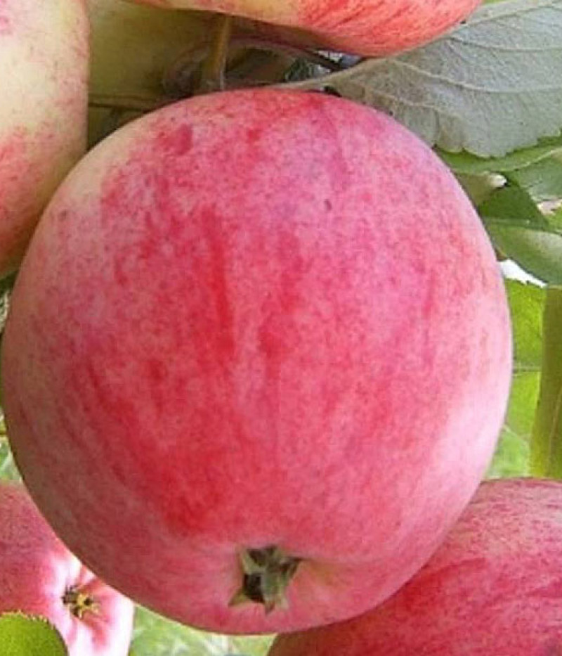 Jabloň (Malus domestica) DELIKATES - Tutifruti SK