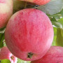 Apfel (Malus domestica) DELIKATES