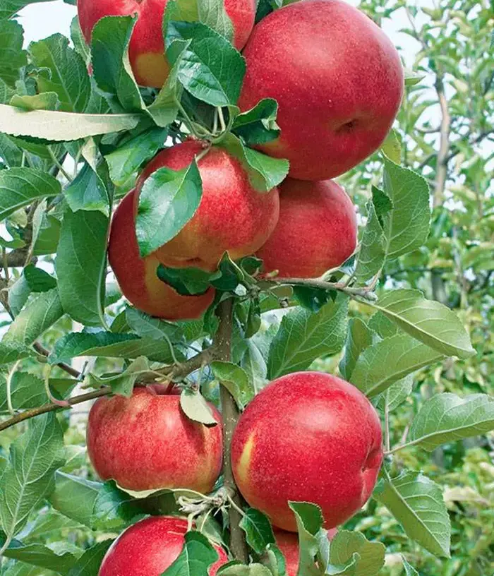Columnar apple tree (Malus domestica) DZHIN - Tutifruti, s.r.o.