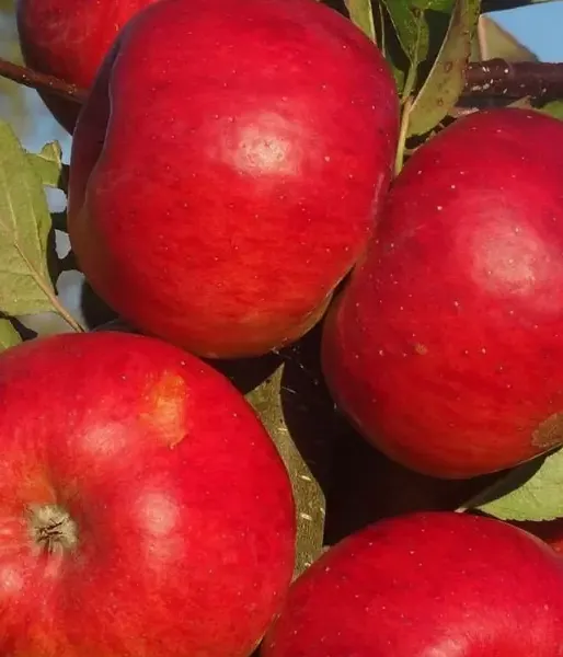 Jabloň (Malus domestica) EKSOTIKA
