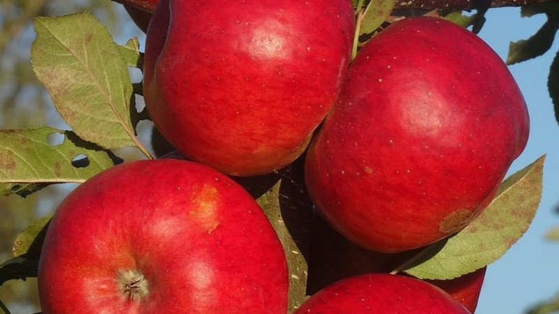 Exkluzívne a raritné jablone: Objavte elitné stĺpovité odrody a lotyšské poklady (Eksotika, Baltais Dzidrais, Ciepa a ďalšie)