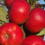 Jabloň (Malus domestica) EKSOTIKA