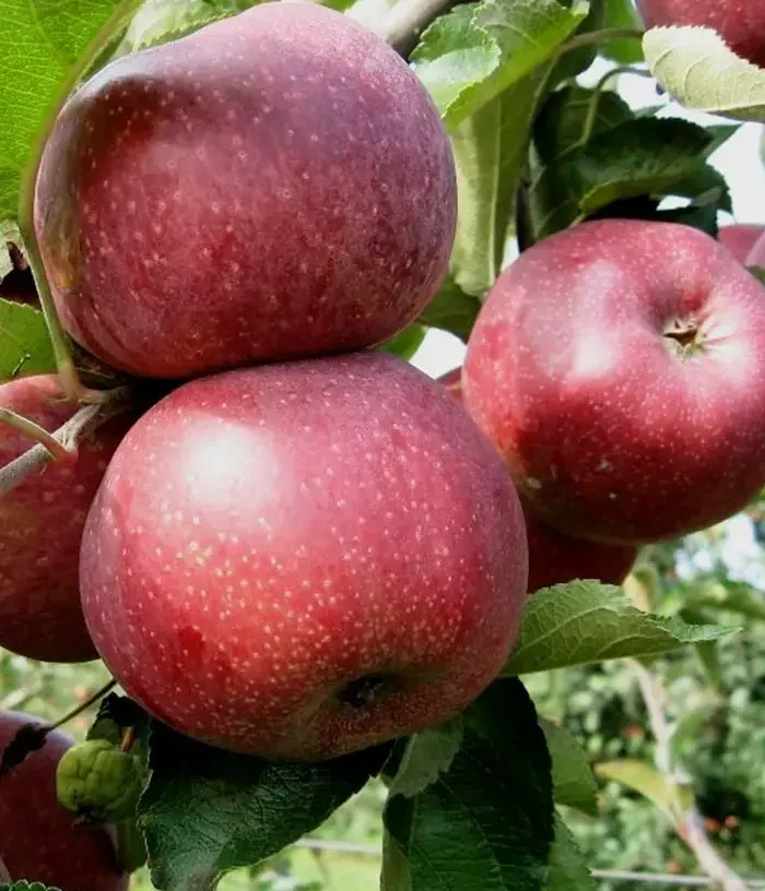 Apple (Malus domestica) FLORINA - Tutifruti, s.r.o.