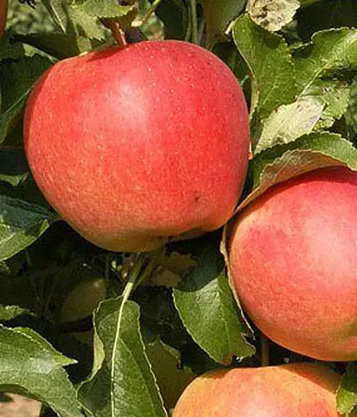 Apple (Malus domestica) GALA