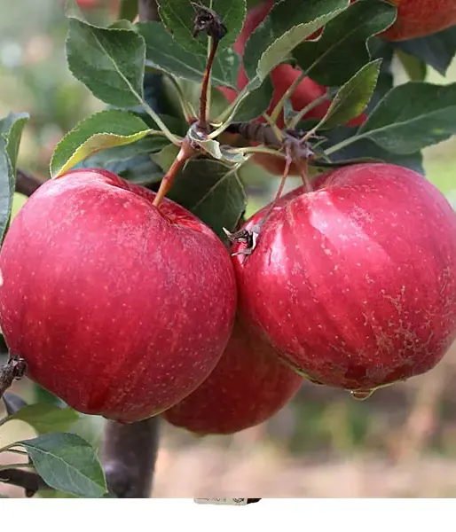 Apple (Malus domestica) GALA BROOKFIELD