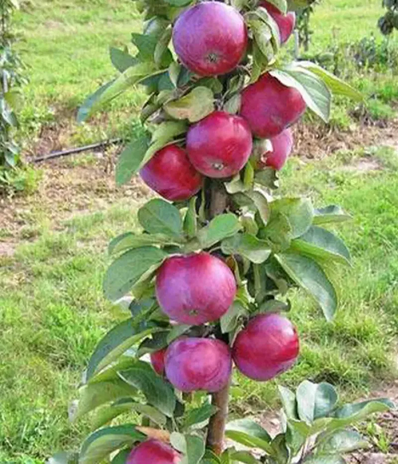 Säulenapfel (Malus domestica) GATIS (D-3-94-2) - Tutifruti, s.r.o.