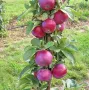 Jabloň (Malus domestica) GATIS (D-3-94-2) (stĺpová) 