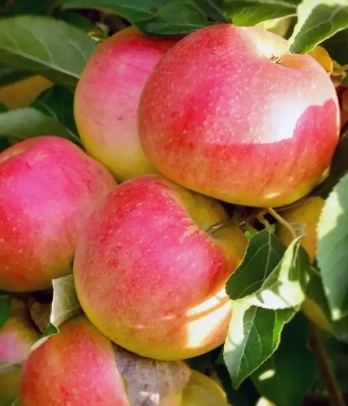 Jabloň (Malus domestica) GENEROS - Tutifruti, s.r.o.