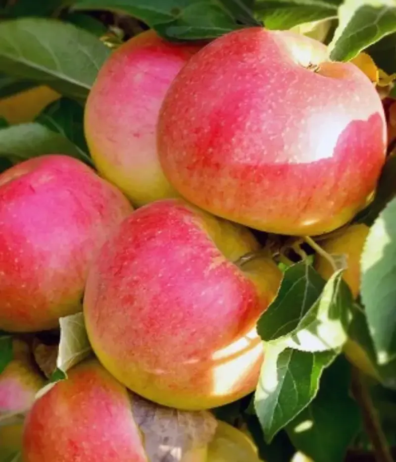 Jabloň (Malus domestica) GENEROS - Tutifruti, s.r.o.