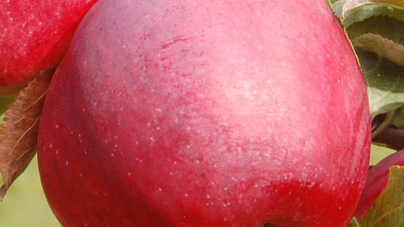 Analýza rezistentných jabloní z Lotyšska: Dace, Edīte, Roberts a Gita