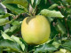 BIO Columnar apple tree AROMA SPUR GOLD-GELB