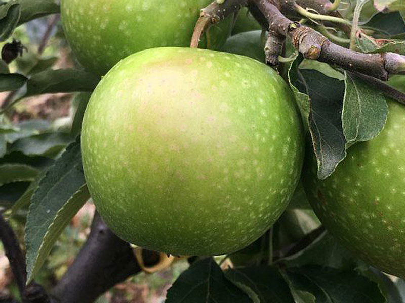  BIO Columnar apple tree AROMA SPUR GRUN