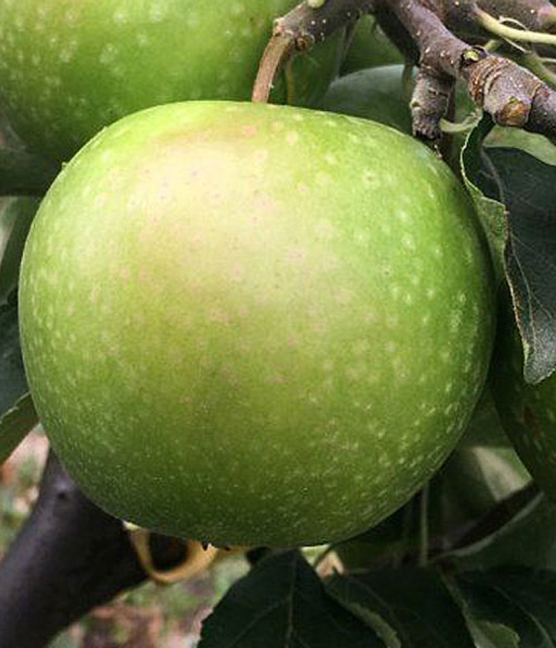 BIO Jabloň stĺpová AROMA SPUR GRUN - Tutifruti SK