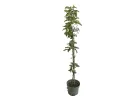 BIO Jabloň stĺpová AROMA SPUR GRUN - Tutifruti SK