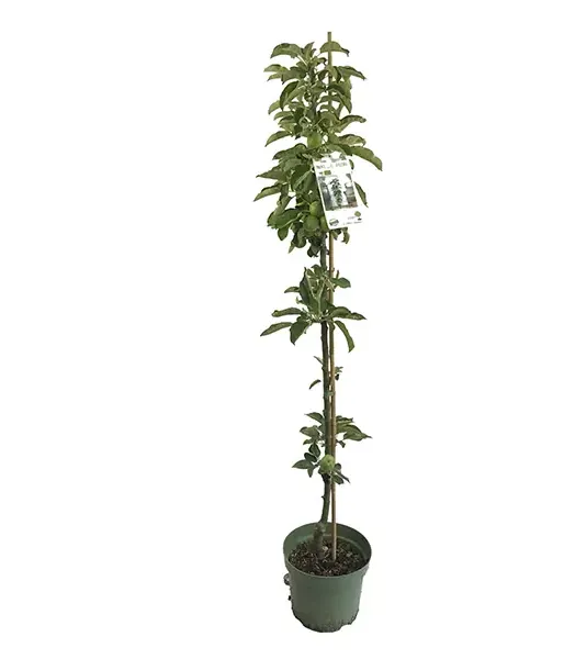 BIO Jabloň stĺpová AROMA SPUR GRUN - Tutifruti SK