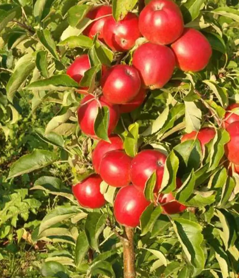 Säulenapfel (Malus domestica) ILMA - Tutifruti, s.r.o.