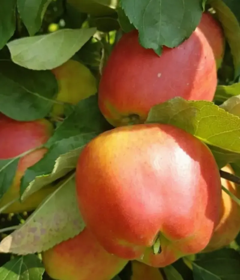 Jabloň (Malus domestica) INEDIT - Tutifruti, s.r.o.