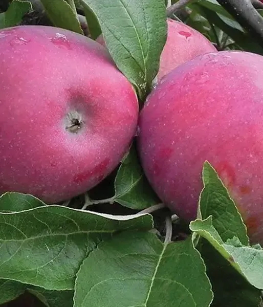 Jabloň (Malus domestica) INESE