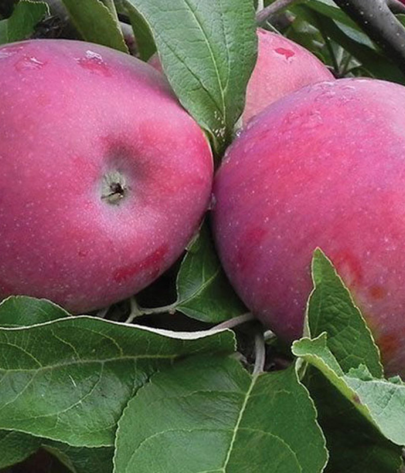Jabloň (Malus domestica) INESE - Tutifruti, s.r.o. (SK)