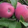 Jabloň (Malus domestica) INESE
