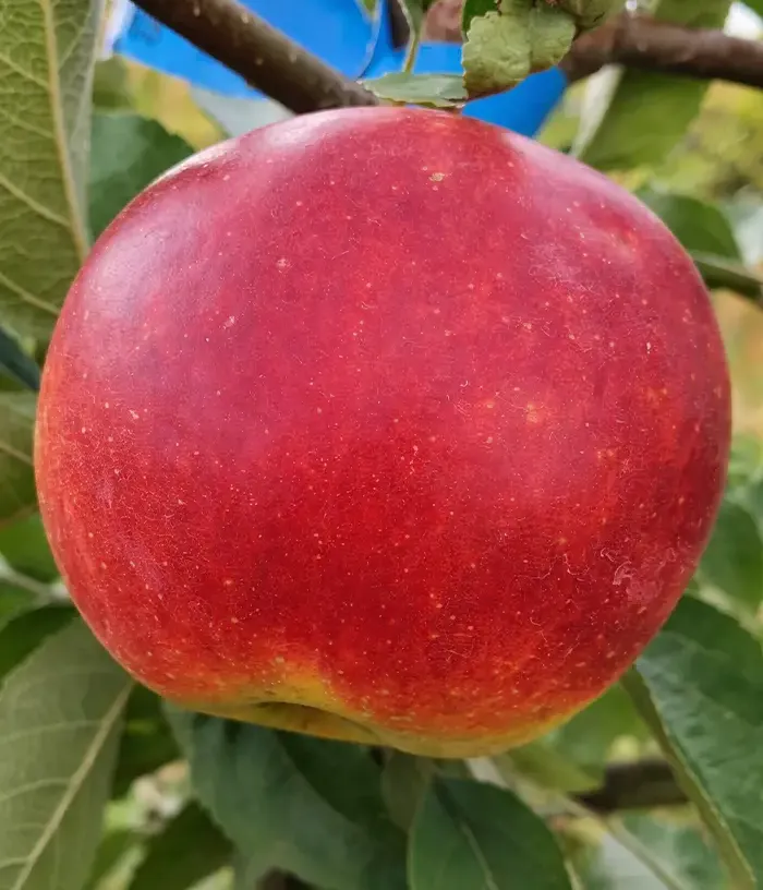 Apple (Malus domestica) IRIS - Tutifruti, s.r.o.