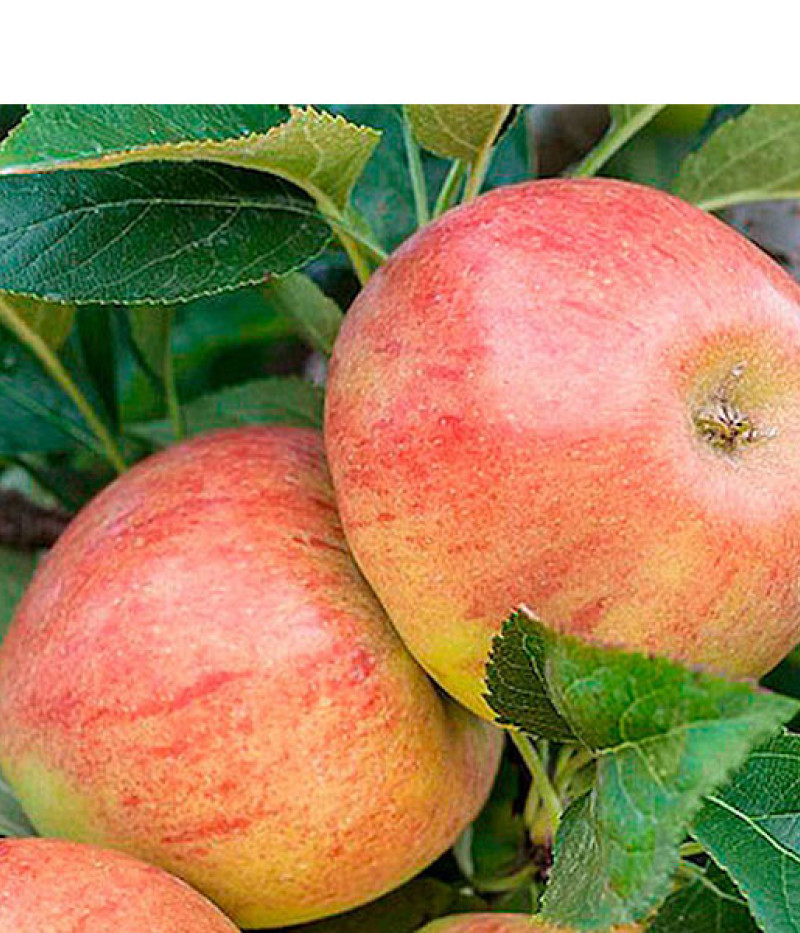 Jabloň (Malus domestica) JAMES GRIVE - Tutifruti SK