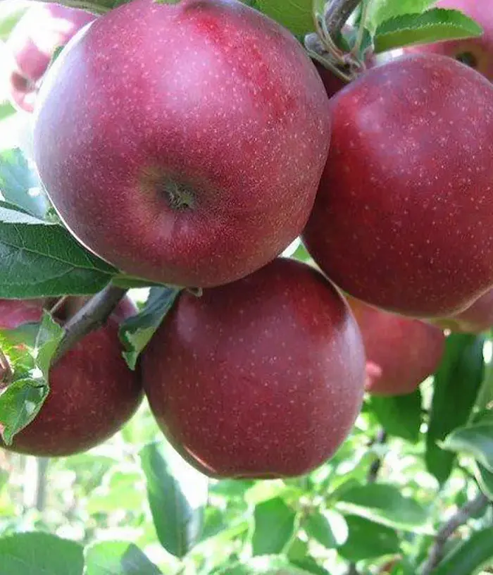 Apple (Malus domestica) JONAPRINCE - Tutifruti, s.r.o.