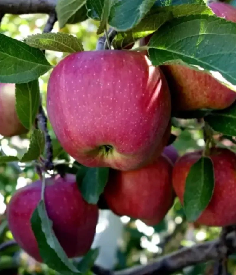 Jabloň (Malus domestica) FUJI KIKU - Tutifruti, s.r.o.