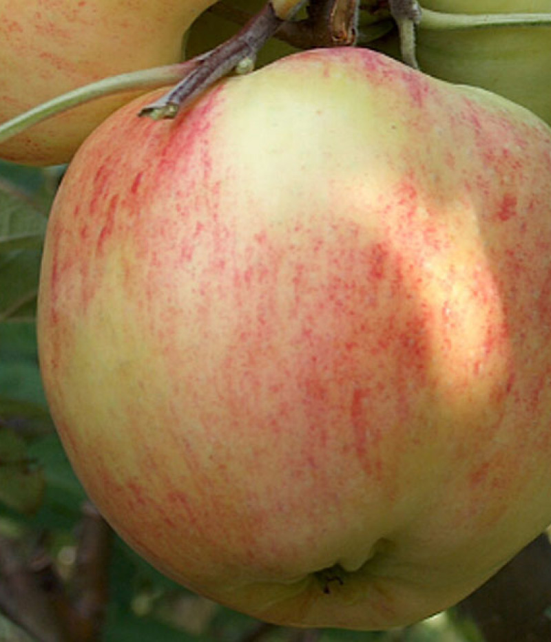 Jabloň (Malus domestica) KONFETNOJE - Tutifruti, s.r.o. (SK)