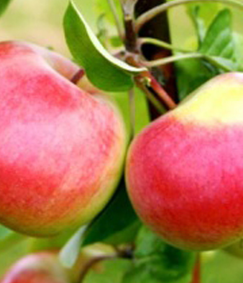 Jabloň (Malus domestica) KRISTA - Tutifruti, s.r.o.