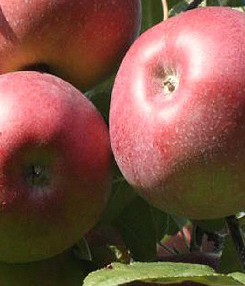 Jabloň (Malus domestica) LOBO - Tutifruti SK