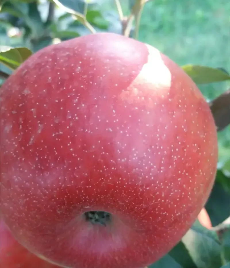 Jabloň (Malus domestica) LUCA - Tutifruti, s.r.o.
