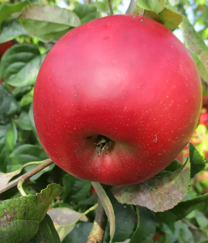 Apple tree (Malus domestica) INALINA