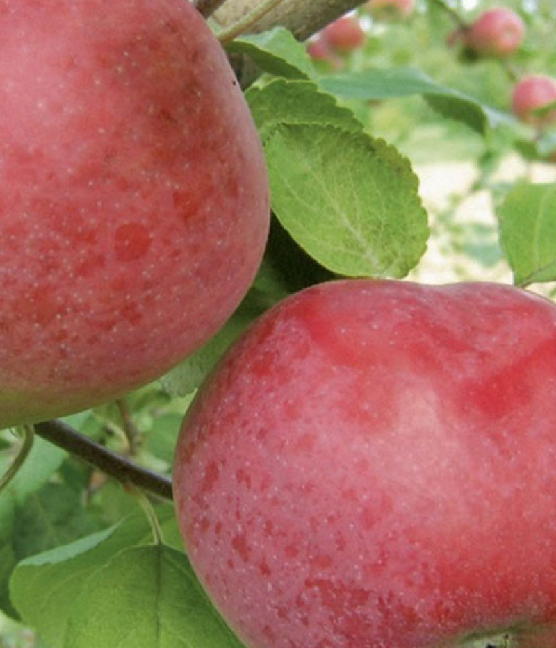 Jabloň (Malus domestica) MONTA - Tutifruti, s.r.o. (SK)