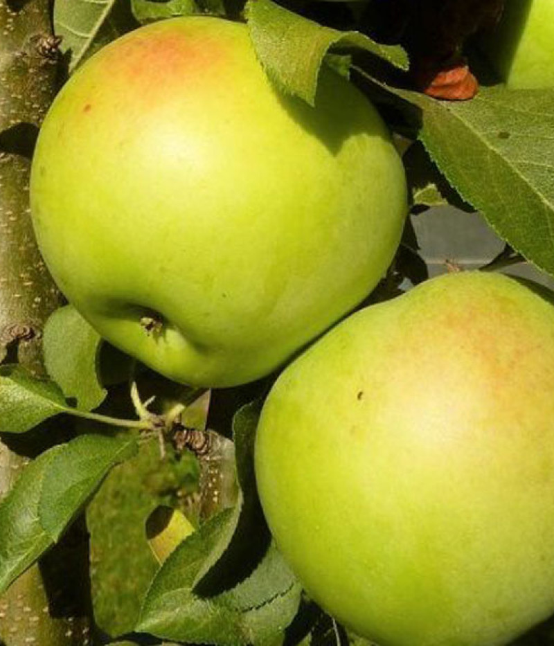Jabloň (Malus domestica) NATALUŠKA - Tutifruti, s.r.o. (SK)